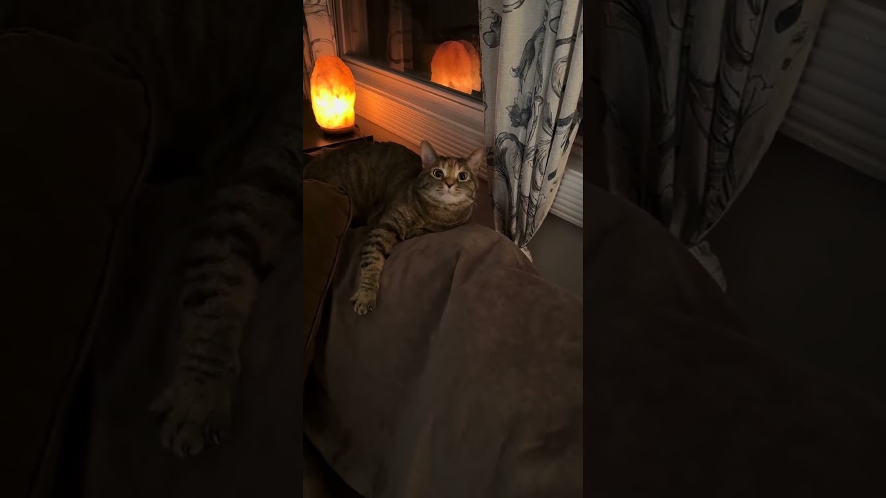 @lilizzie78: Уиллоу высказалась 😆 