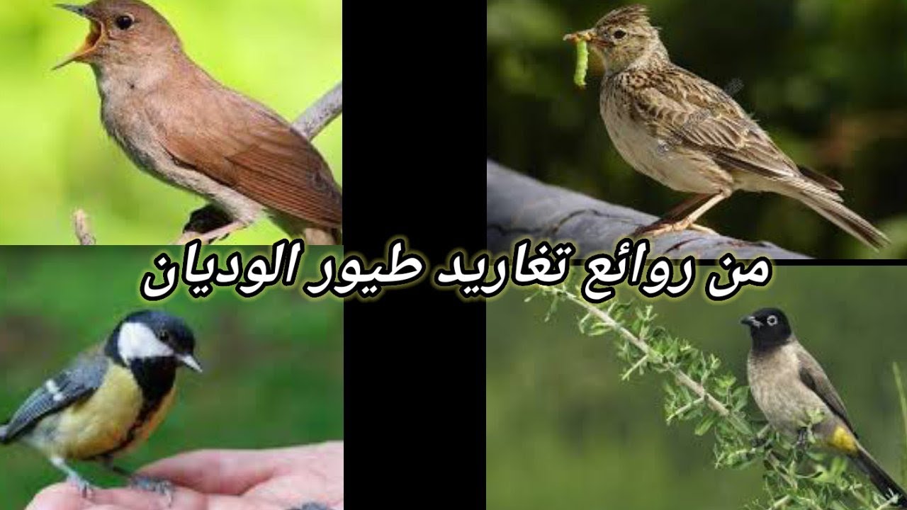 طائر العندليب إستمتع بسماعه ..     The most wonderful songs of the birds of the valleys
