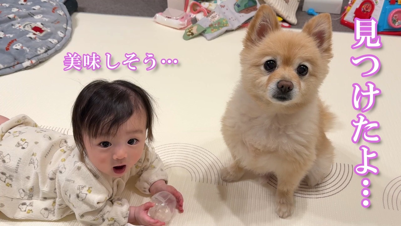 ママの手作りお菓子を発見したポメラニアンがこうなりました…笑
