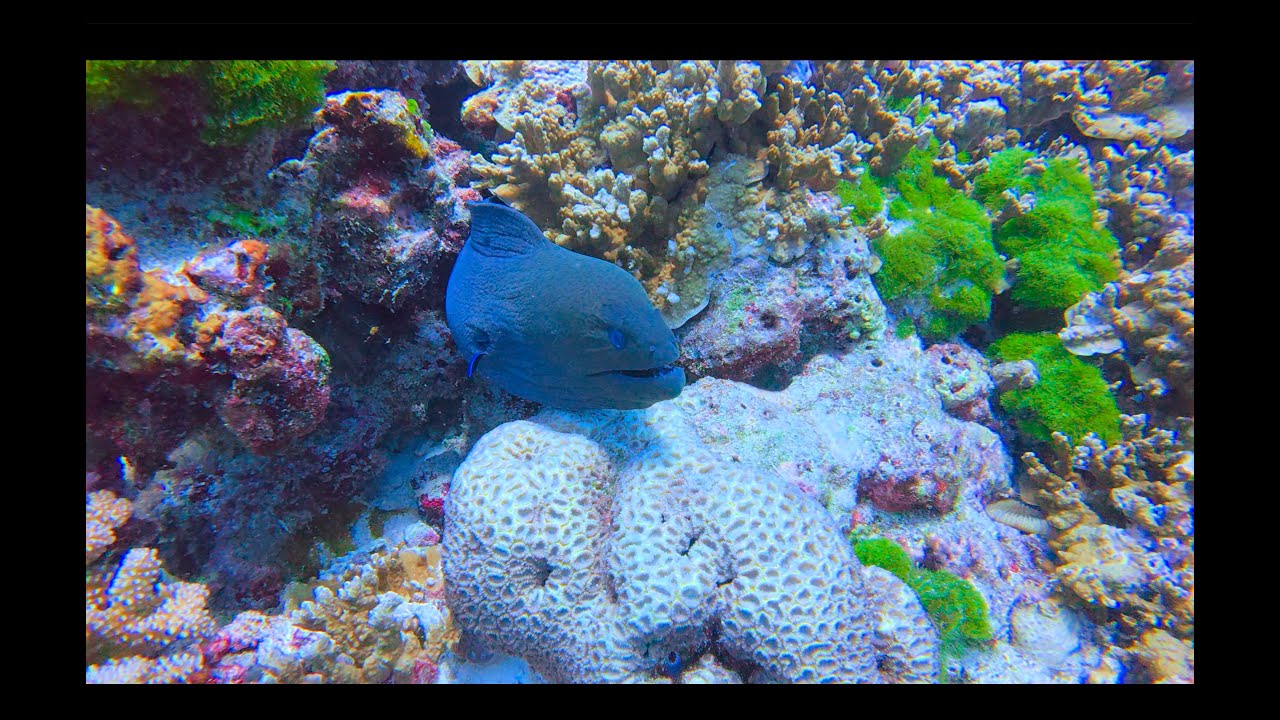 Thailand: Similan island 2025
