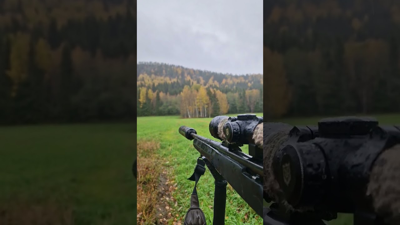 Lockjakt p&aring; r&aring;djur i regnet #r&aring;djur #lockjakt #jakt #hunting #deer #deerhunting #rain rain