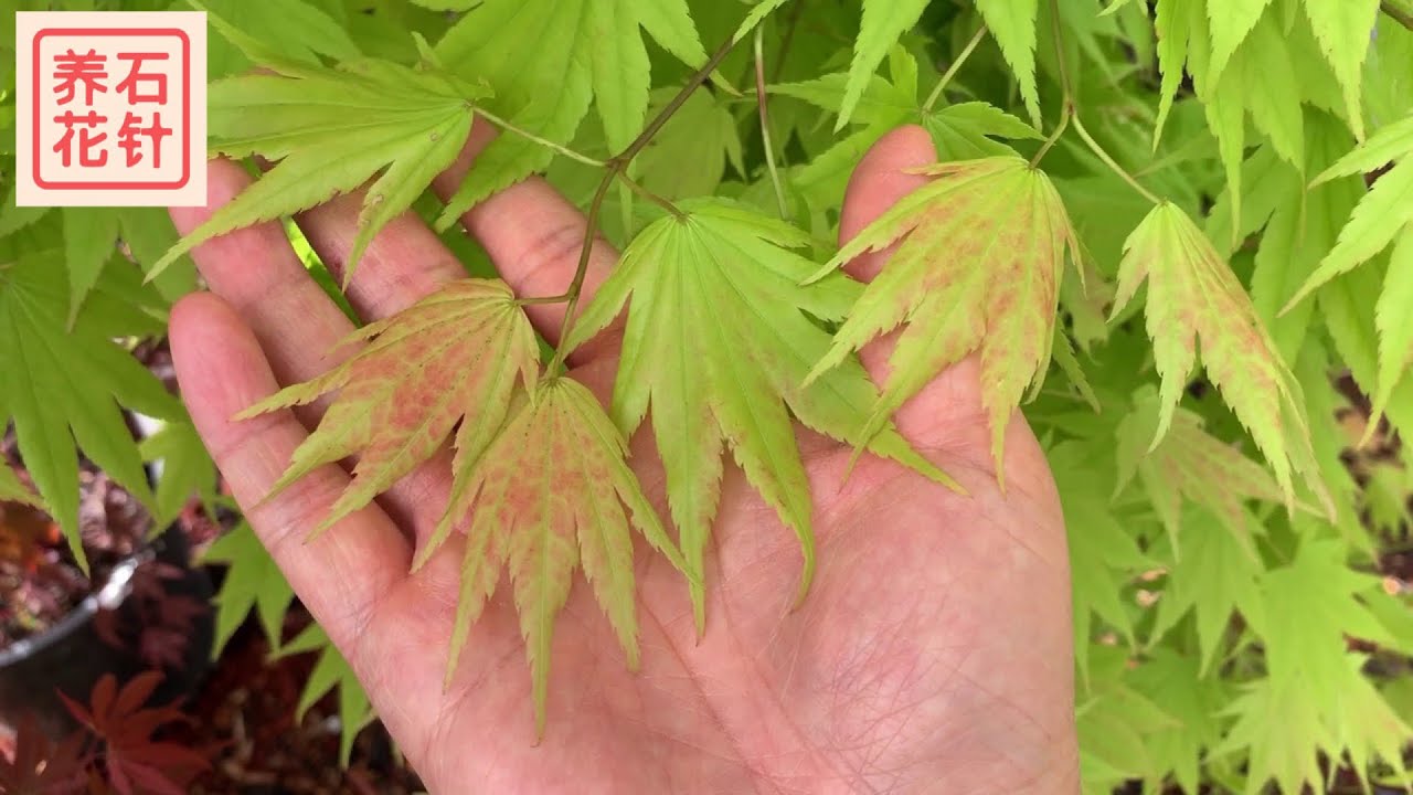 花店刚上架的几种日本枫树 - 特色和价格