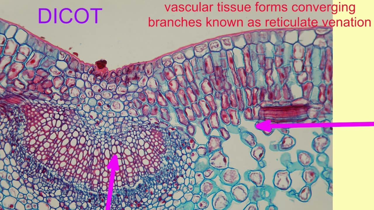 MONOCOT VS DICOT LEAVES