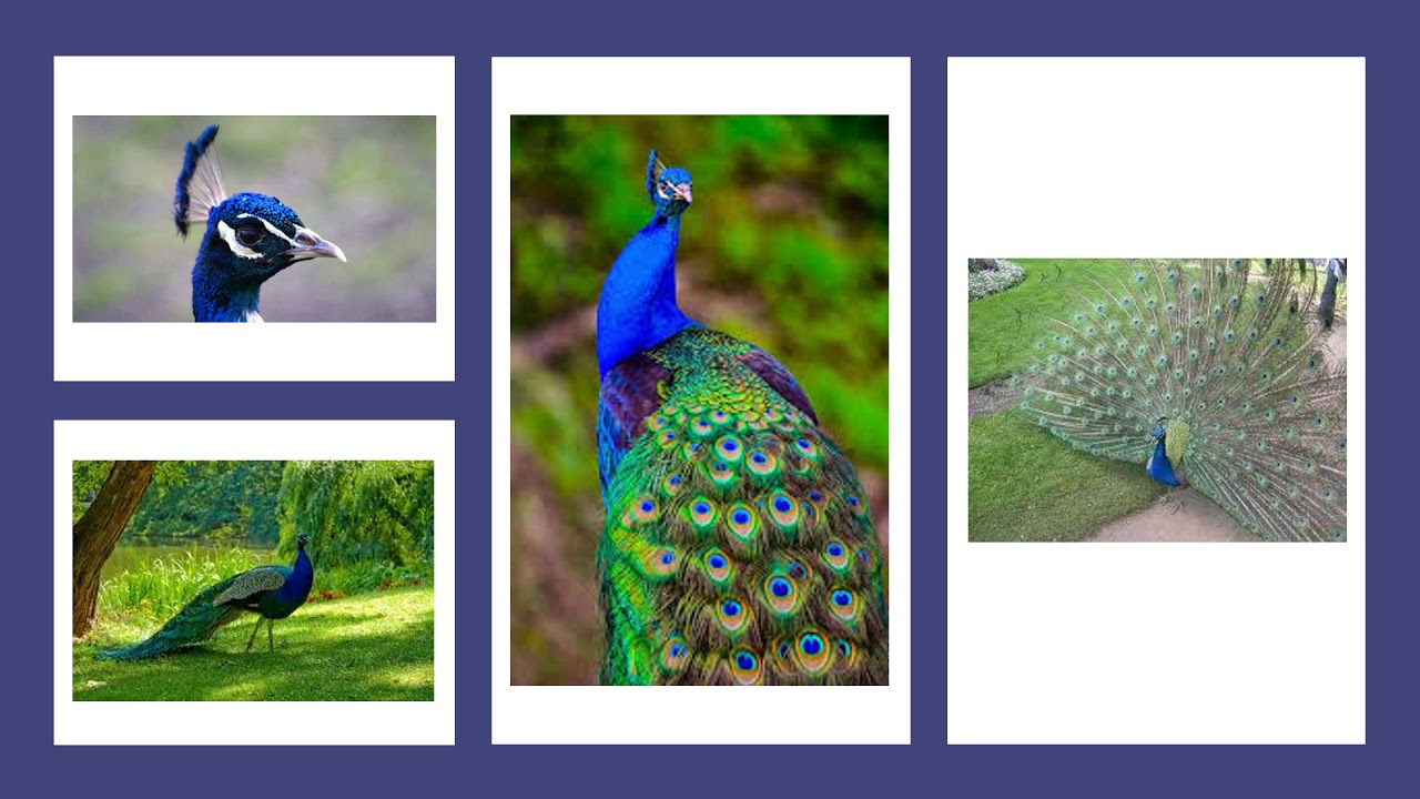 Wonder -  Pfaueninsel Park ,Peacock Island  in Berlin  - Tourism Trip