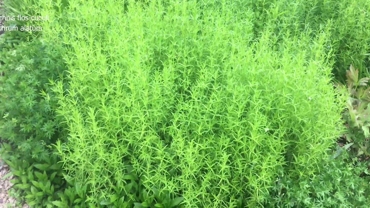 Roy On The Move In The Northwind Garden Episode #49