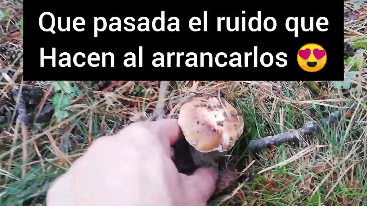 (Boletus edulis XXL) Ceps