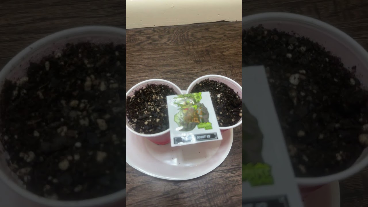 오클라호마 메디컬 떨 ㅋ closet veg room, oklahoma medical cannabis educational grow 