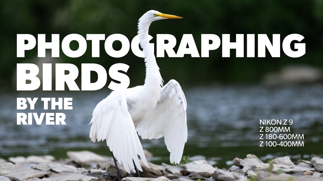 Photographing wildlife with my Nikon Z9 with 800mm, 180-600mm, 100-400mm
