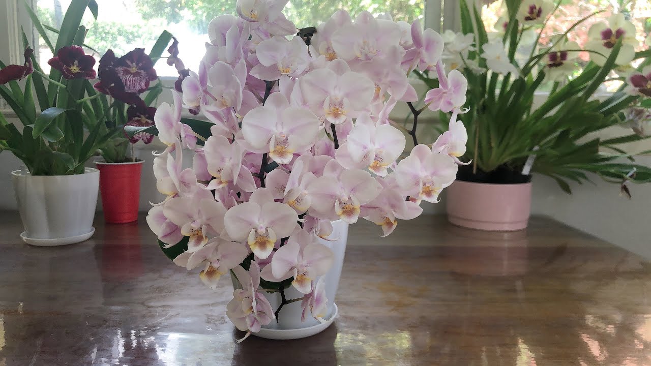 蝴蝶兰怎样长成小花瀑？一点想法