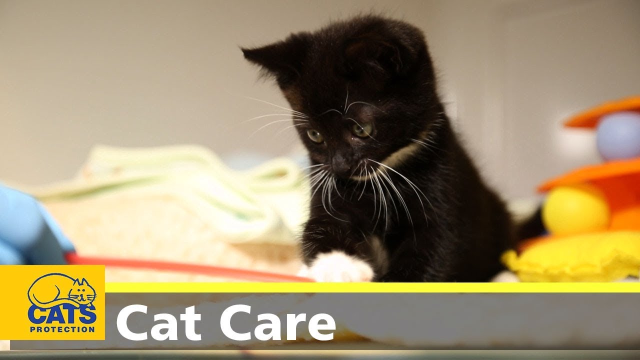 Kitten care part one: preparation