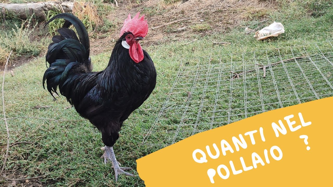 11 Galli nel pollaio