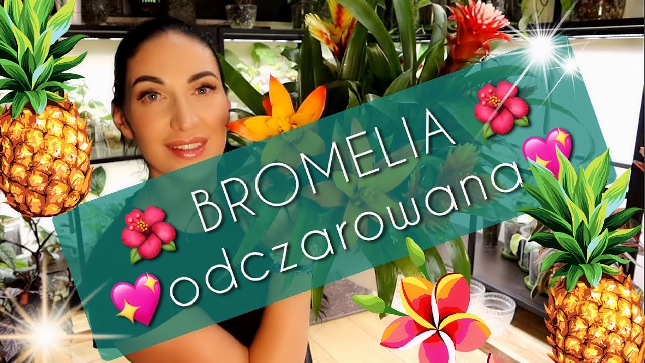 BROMELIA - eksplozja tropikalnych kolor&oacute;w 🌺🌴🍍🌴🩷❤️🧡💛💚💖🌺...@Biedronka @zielonaflora