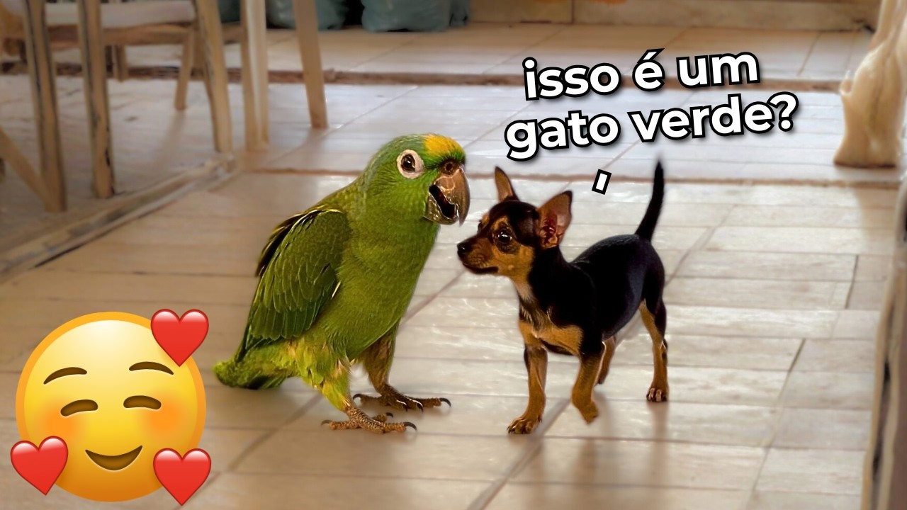 Quando Seu Cachorro Traz um Amigo Inusitado para Casa! 😂 ANIMAIS ENGRAÇADOS 2026 - #09