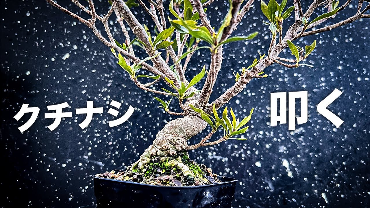 クチナシを叩く #盆栽 #bonsai
