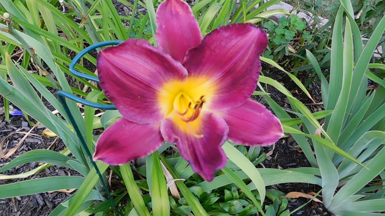 July 2018 Garden Tour