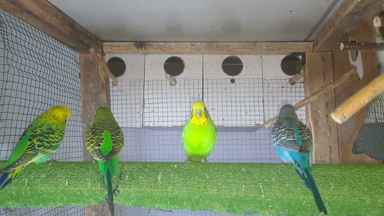 Parrots – Natural Instincts