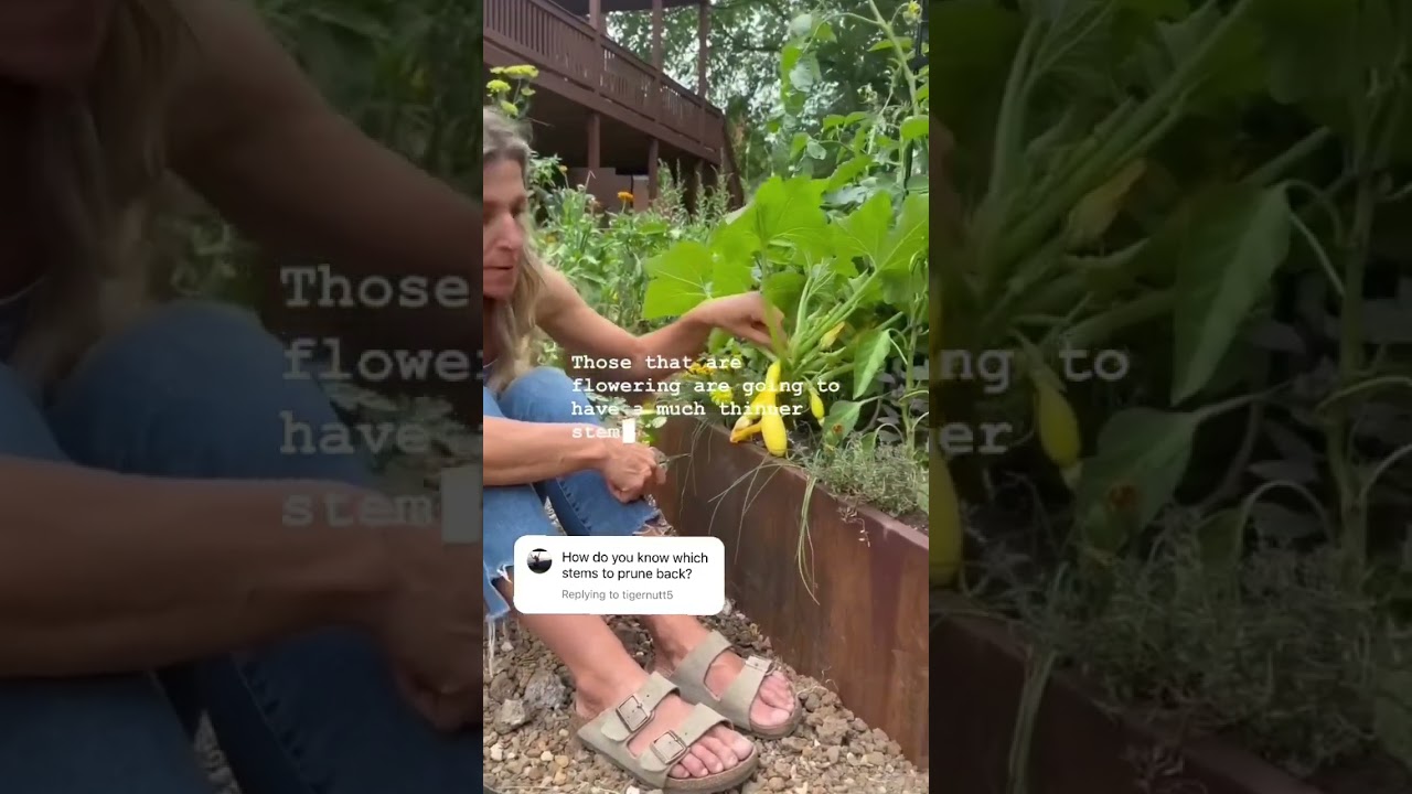 How Do You Know Which Stems To Prune On Your Squash Plant? #gardentips #gardening