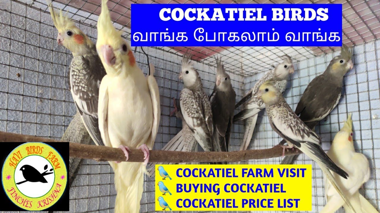 COCKATIEL FARM VISIT | COCKATIEL BUYING FOR MY FARM | COCKATIEL PRICE | தமிழ் | COCKATIEL 40 PAIRS