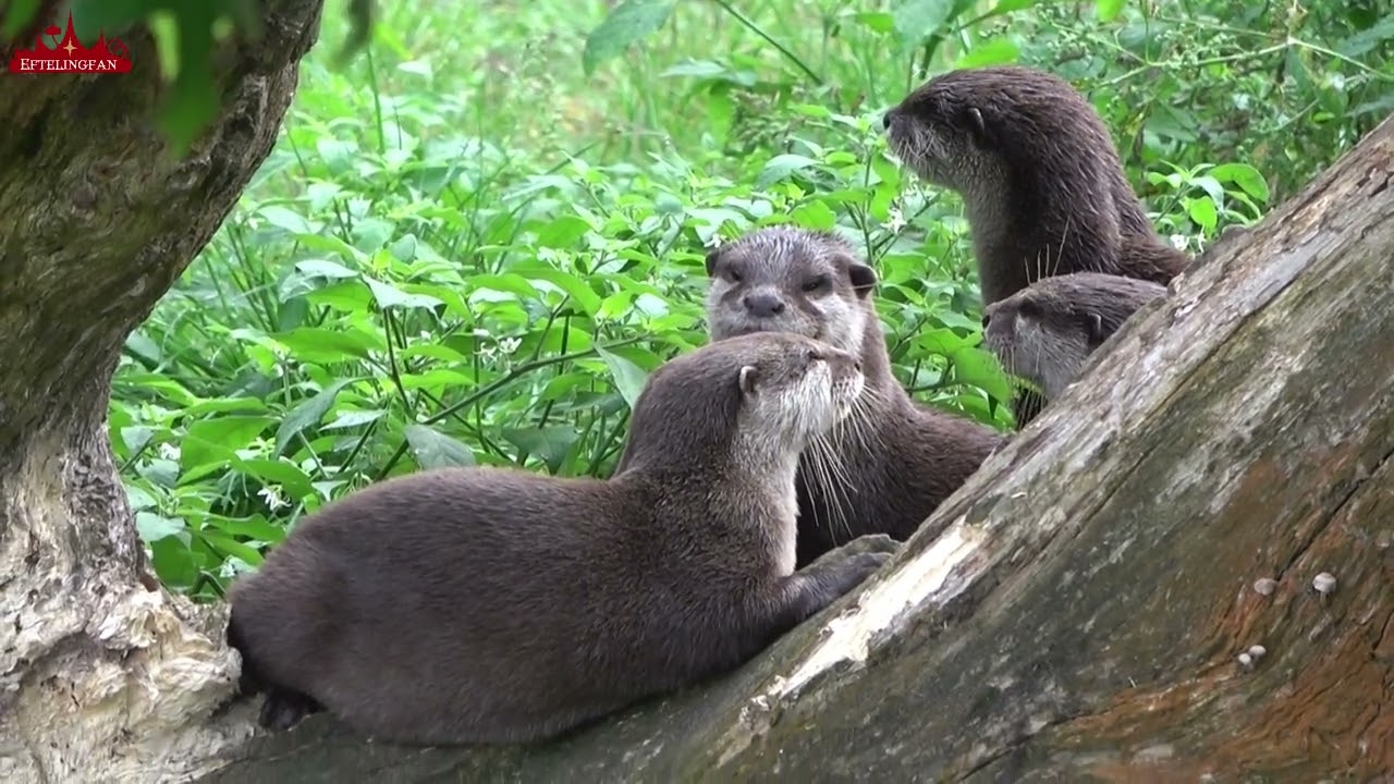 Loopbrug over de lippenberen, otters en steppevosjes in de Beekse Bergen 2023