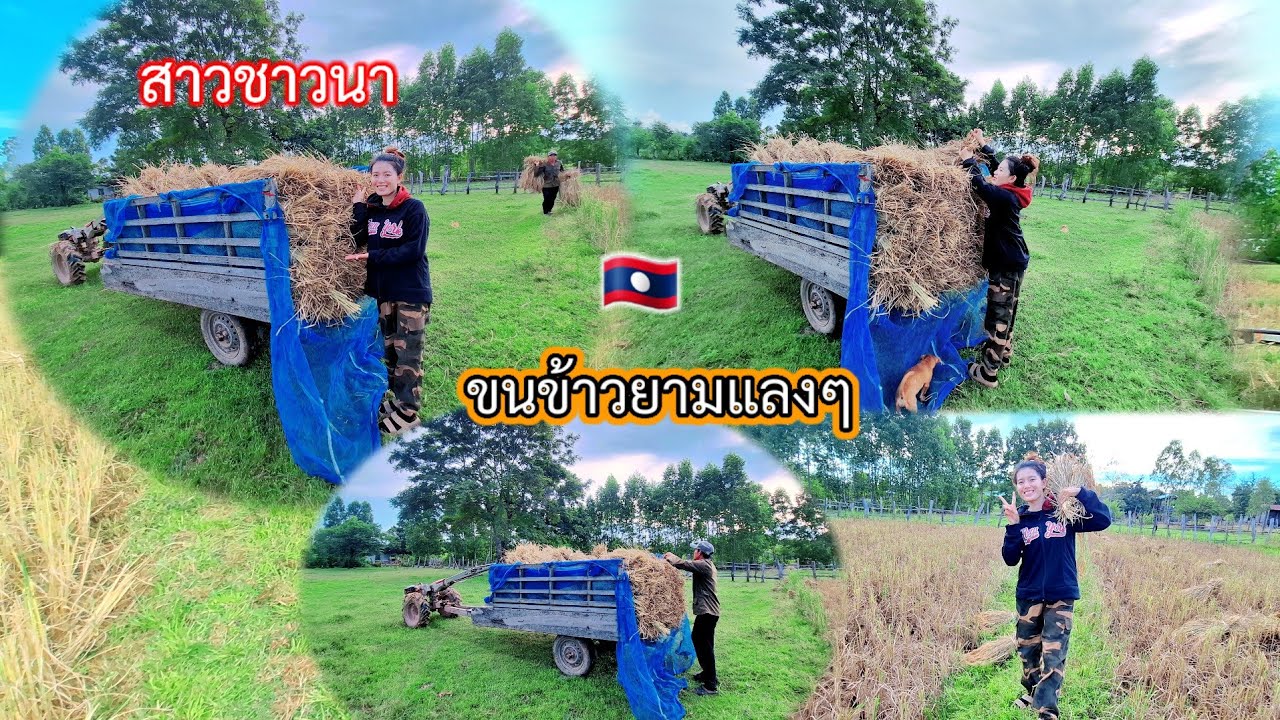 #สาวชาวนาหน้าดำ🌚#ขนข้าวยามแลงๆ#สาวลาว #วิถีชาวบ้าน#ชาวนา🌾🇱🇦8 พฤศจิกายน ค.ศ. 2025