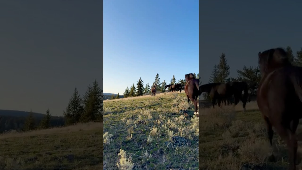 Competition of Inner Forces, Shown in Action #internal #control #horses #animals