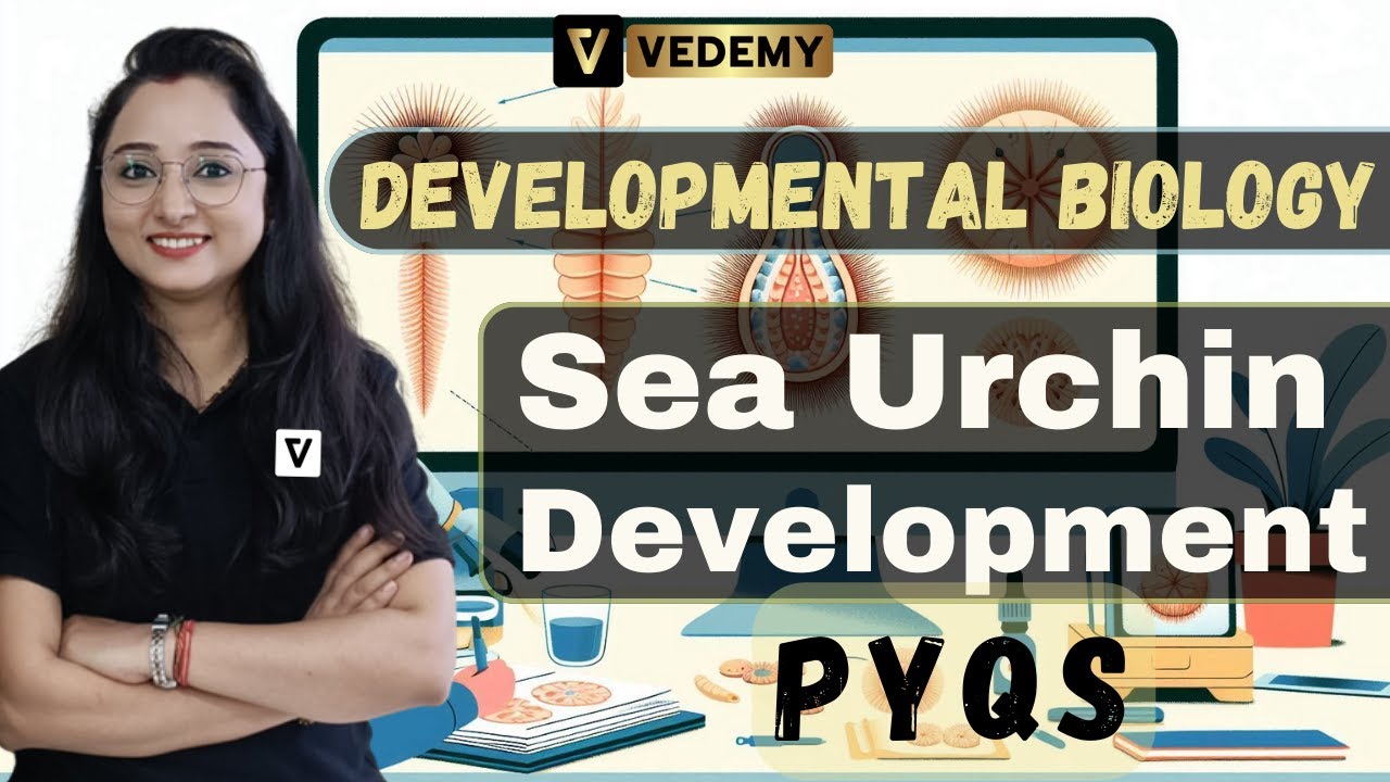 Sea Urchin Development PYQs | Developmental Biology | Jyoti Kumari | CSIR | DBT | ICMR | GATE |