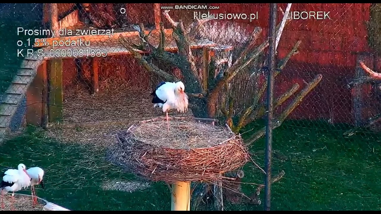 KLEKUSIOWO ~ 21 MARCA 2026 ~ LIBOREK WR&Oacute;CIŁ Z ZIMOWISKA! 💖