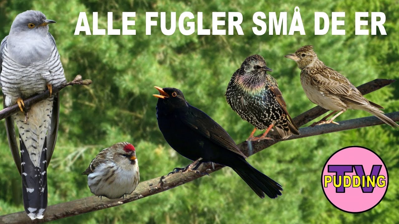 Alle fugler små de er - med tekst og animasjon | SWING