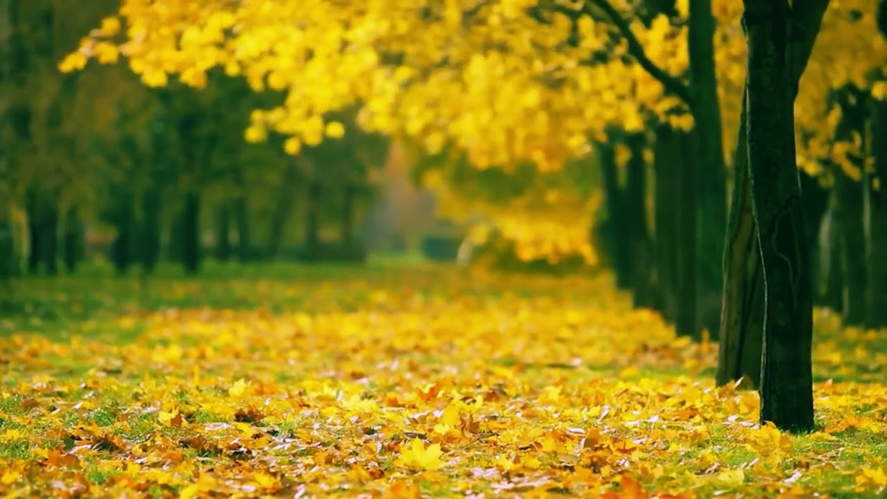 Gentle Beats Vol. 1｜Ambient Music Mix