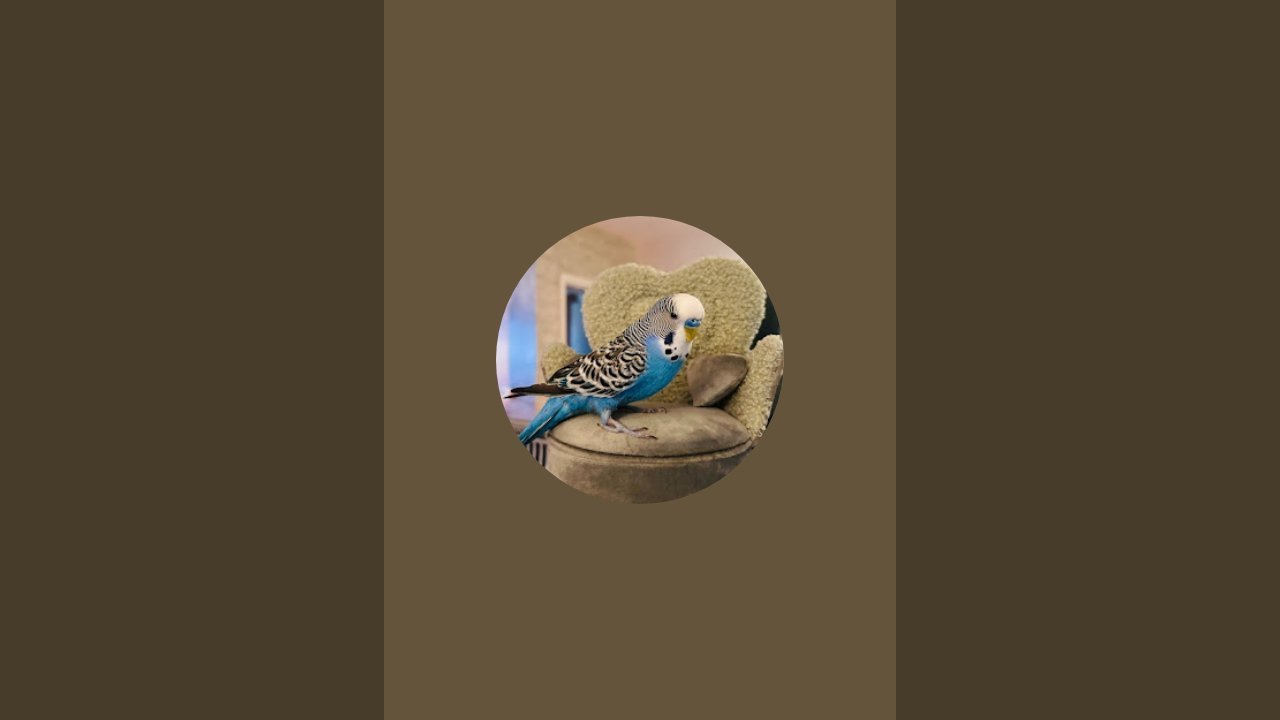 @Говорящий Попугай 🦜 Кеша #попугай