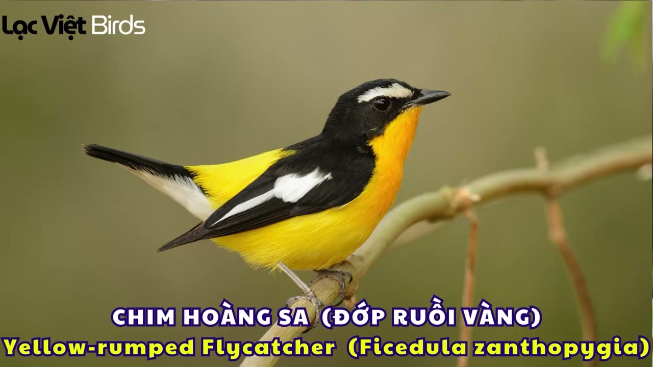 CHIM HOÀNG SA HÓT ( ĐỚP RUỒI VÀNG ) | Yellow rumped Flycatcher ( Ficedula zanthopygia )