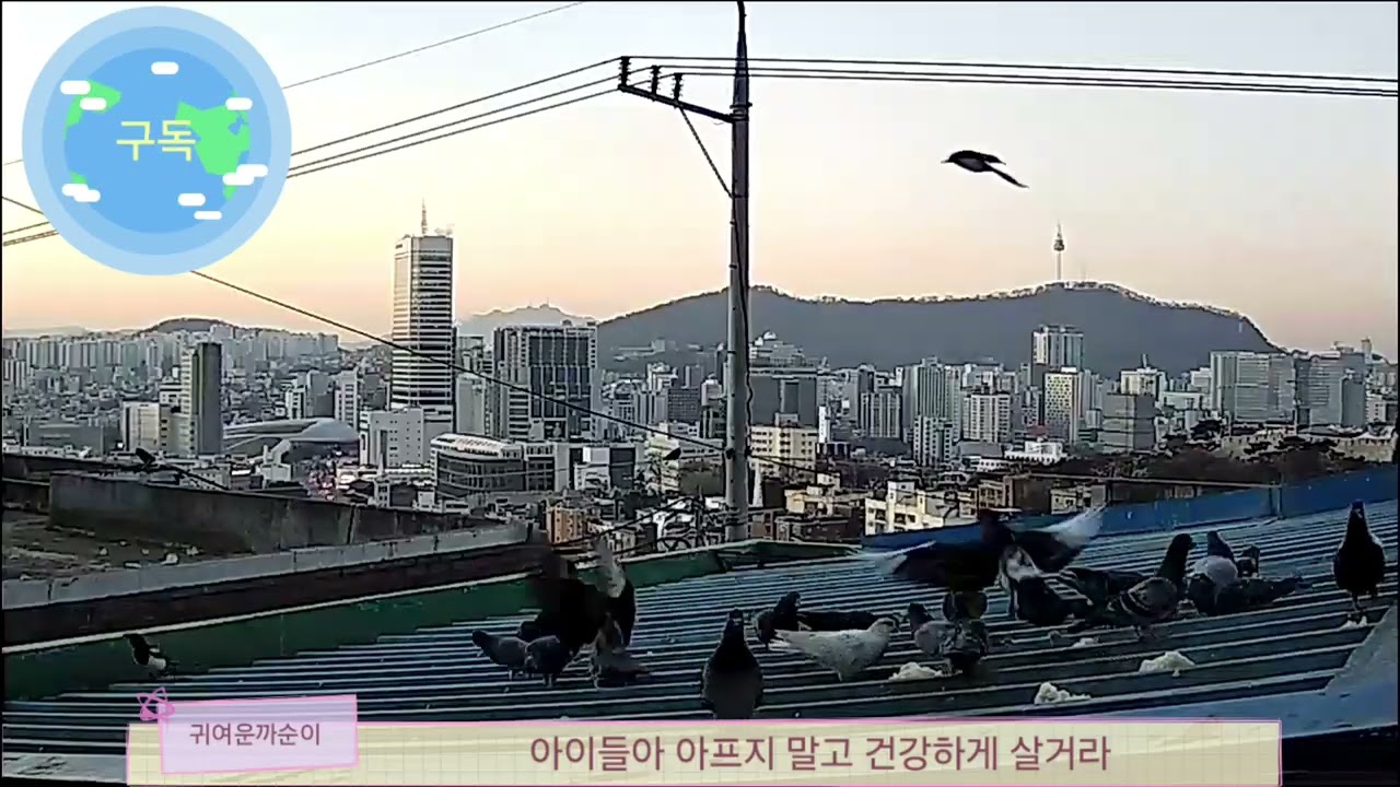 귀여운까순이#까순이밥먹이기#과일.따뜻한밥#까치소식#낙산