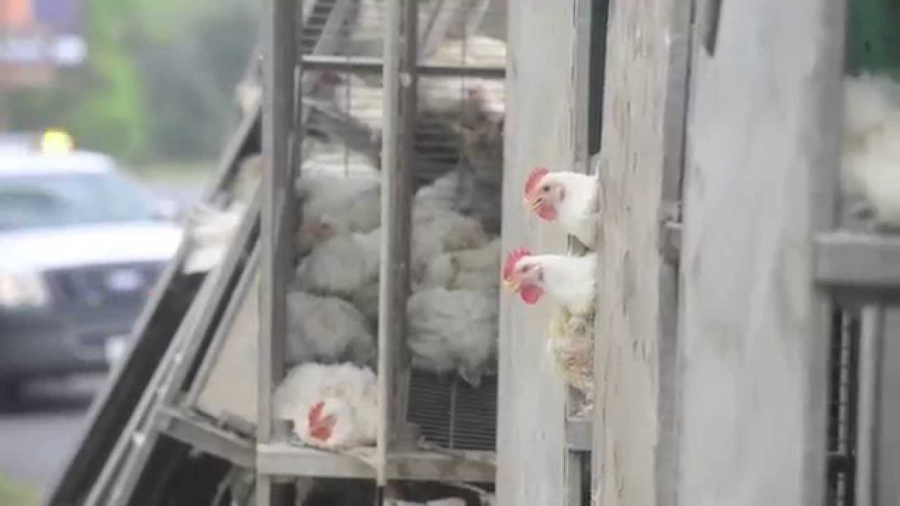 Truck hauling chickens wrecks on Estes Parkway