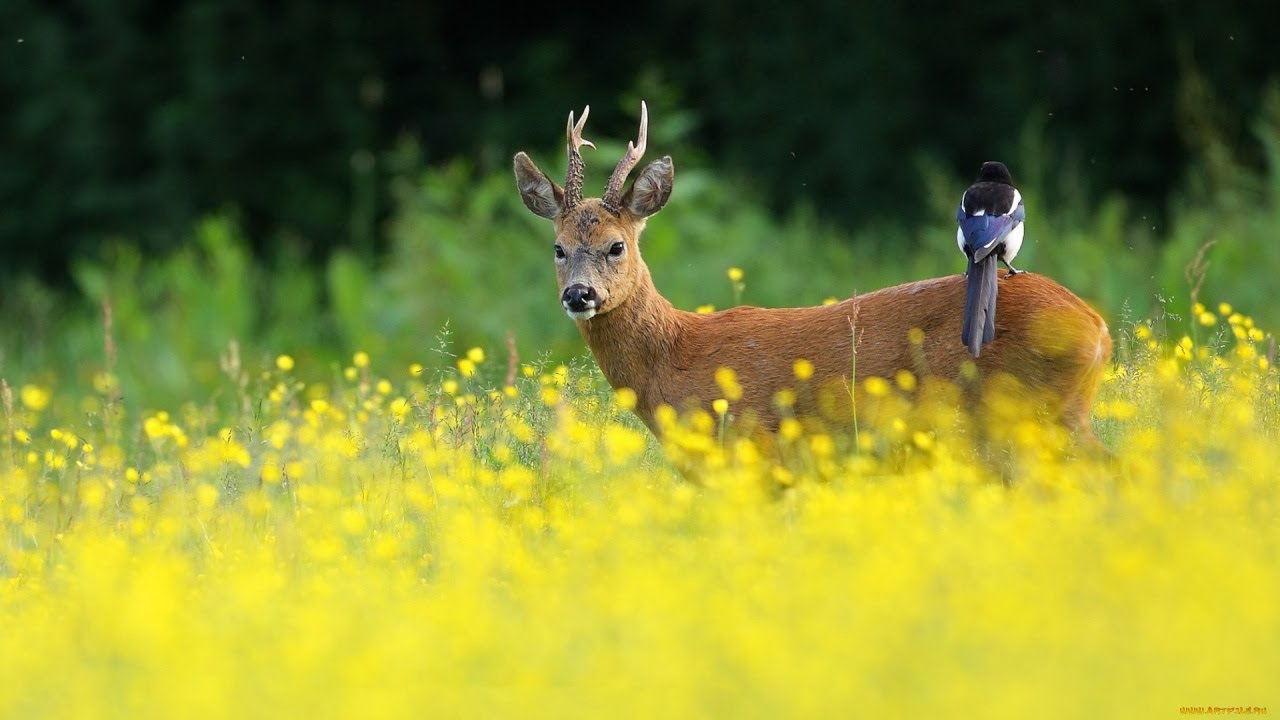 Юндола, Наблюдение на животни в базата на Лесотехническия университет.