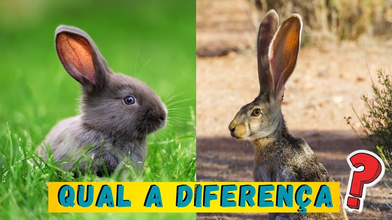 AS PESSOAS NÃO SABEM DISSO! COELHOS E LEBRES - QUAIS AS DIFERENÇAS ENTRE ESSES ANIMAIS?