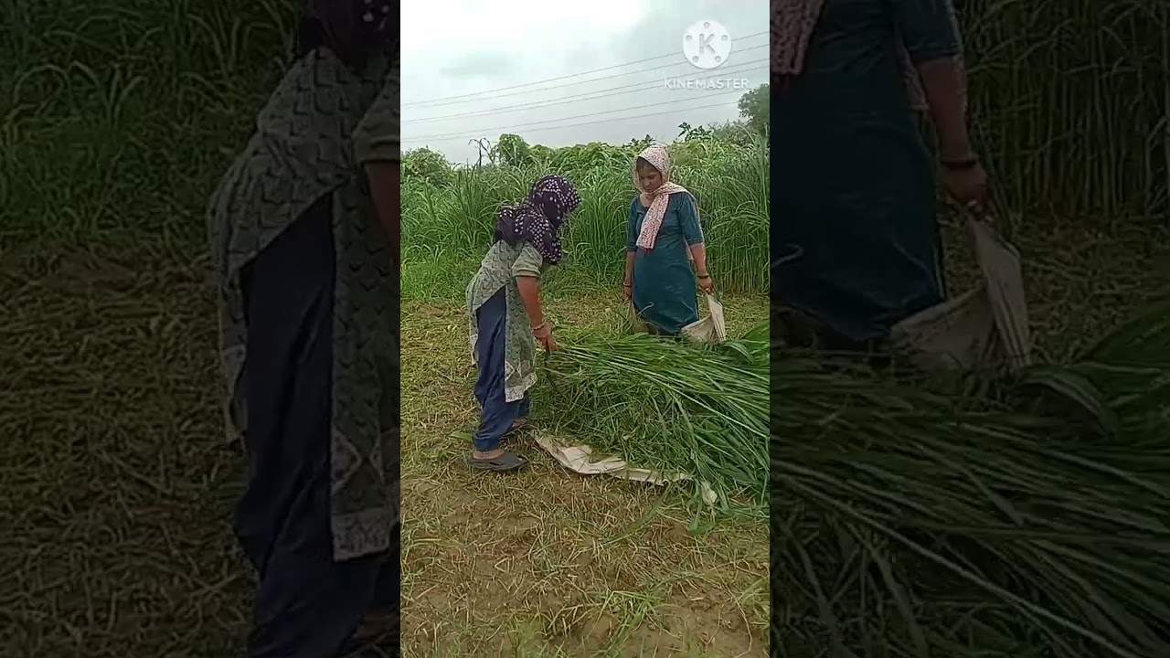 Nimbu tod kr lai!!!!!#funny #minivlog #shortvideo 