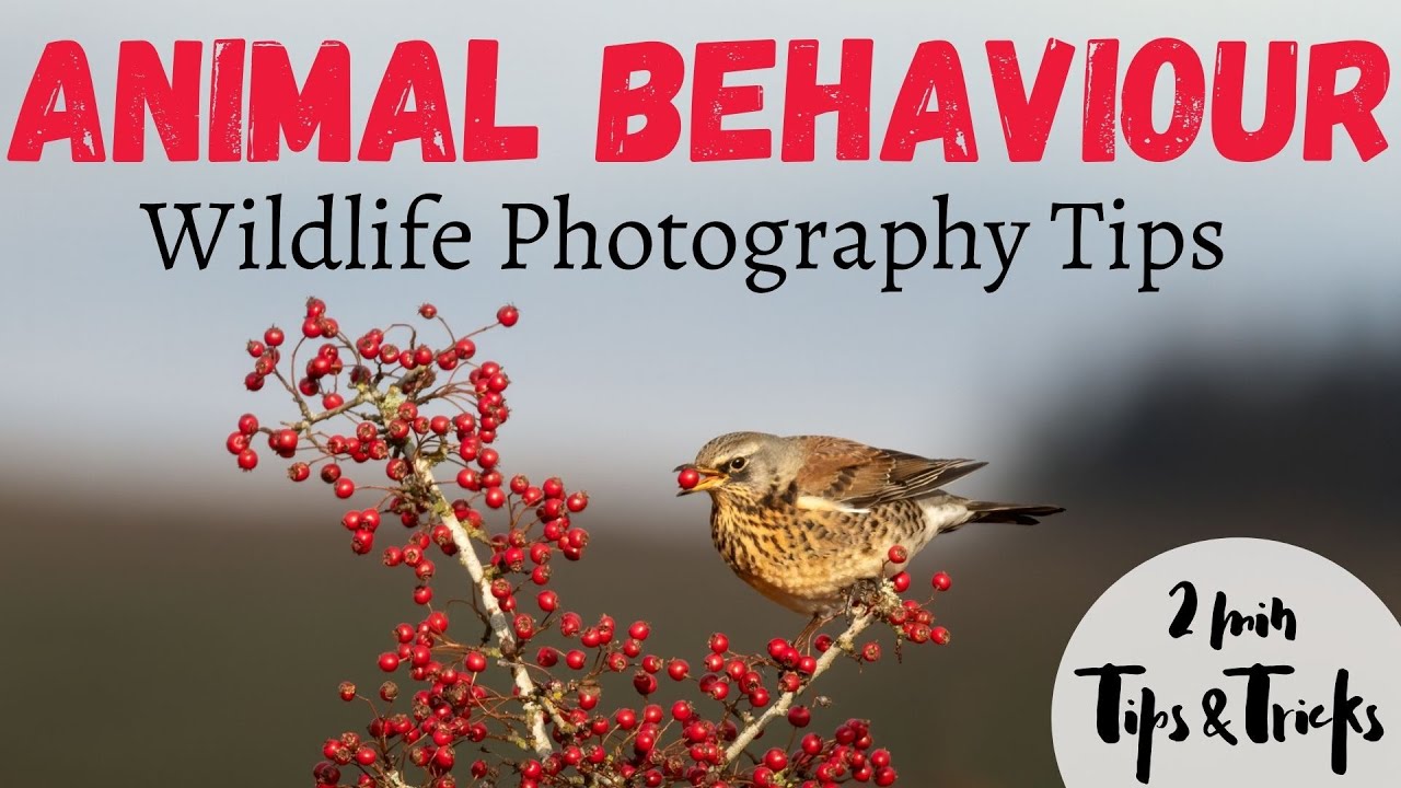 Why You Should Learn Animal Behaviour for Wildlife Photography