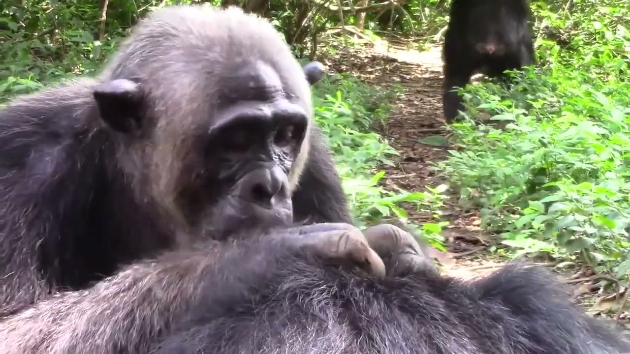 CHIMPANZEE GROOMING ASMR RELAXING SLEEP VIDEO