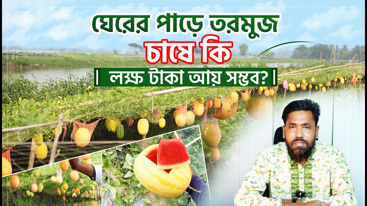 ঘেরের পাড়ে তরমুজ চাষে কি লক্ষ্য টাকা আয় সম্ভব? #bizpata