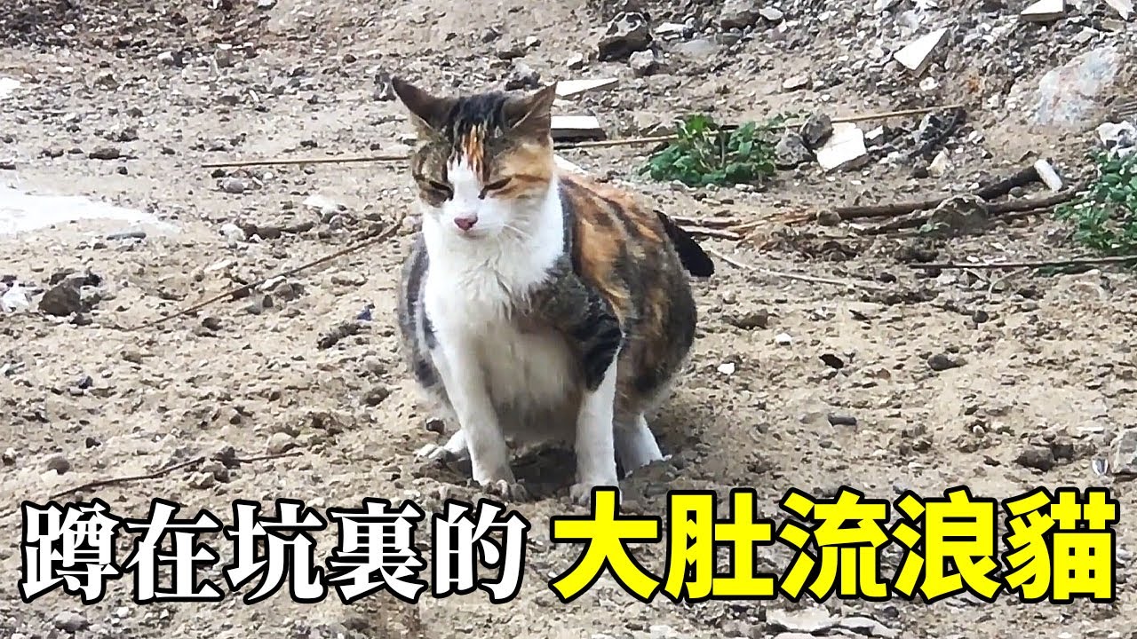 大肚流浪貓給自己挖了個坑，當時以為它要生了...