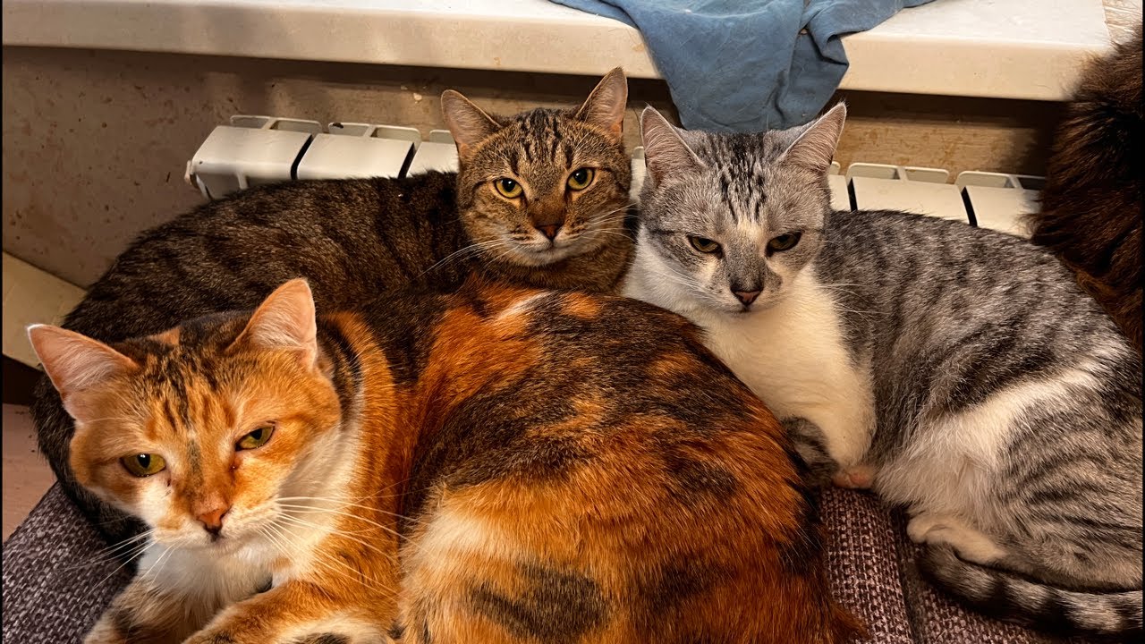 18 Cats March 19 in rented apartment live stream