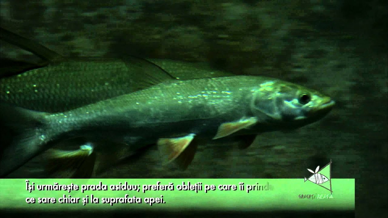 AVATUL