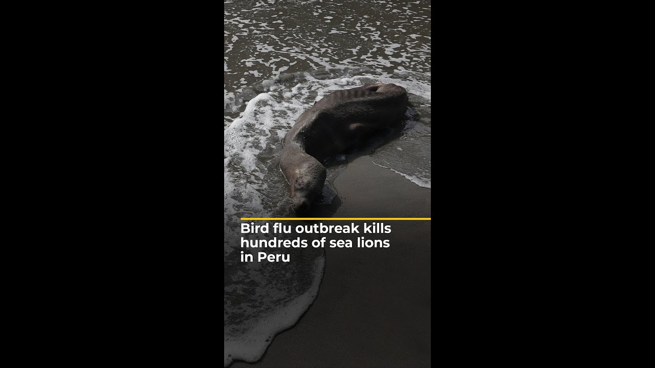 Bird flu outbreak kills hundreds of sea lions in Peru | AJ #shorts
