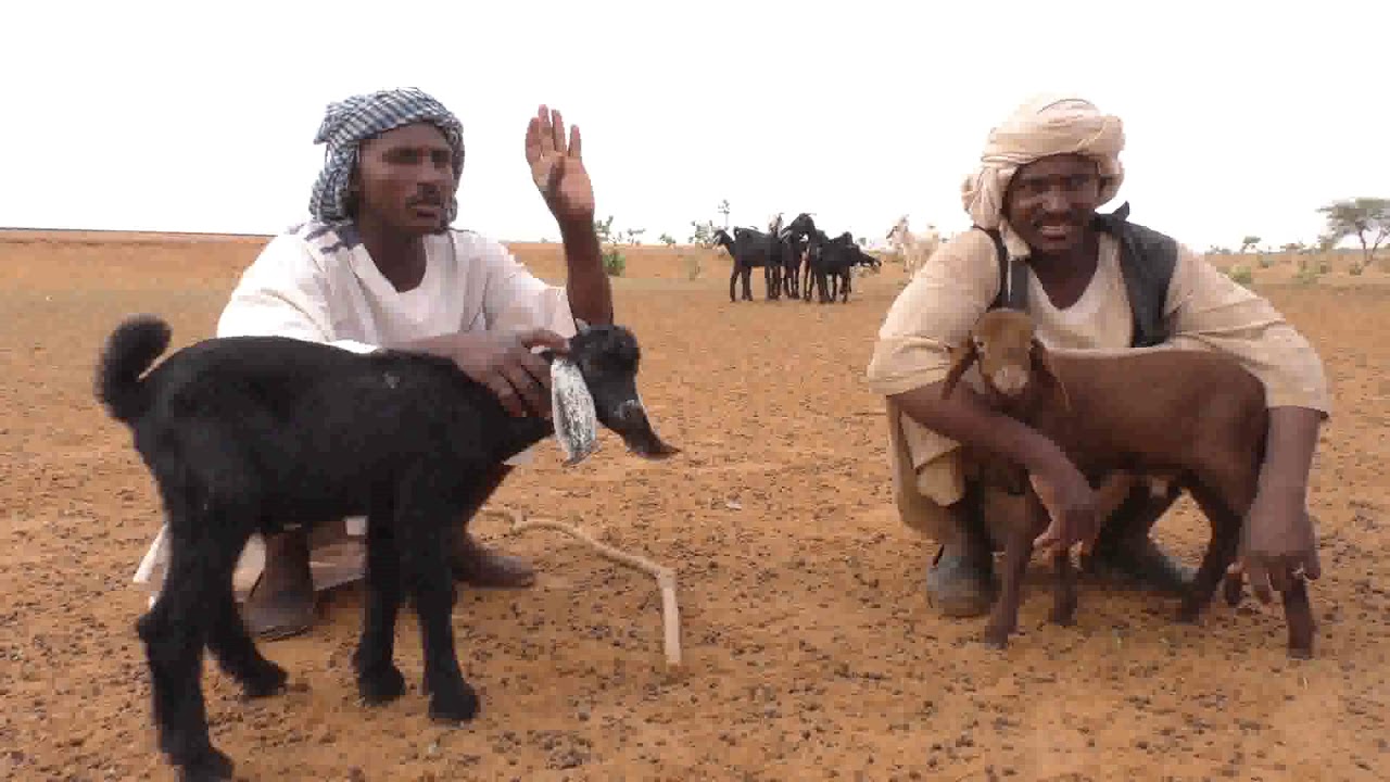 برنمج سنابل ......انتاج الفحول استثمار ناجح أبو روان  نموذجا