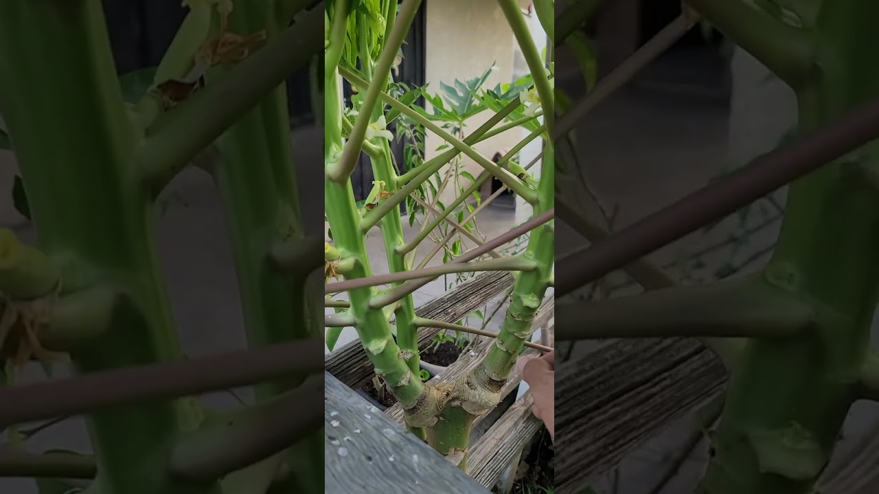 Cómo capar un papayo para que de fruto Fácil de hacer