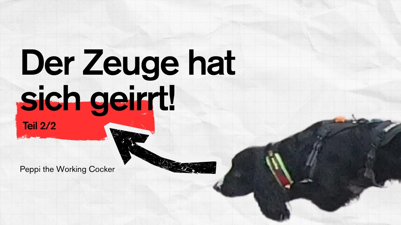 Mantrailing - Unzuverlässige Zeugen! (Drama in zwei Akten 2/2) #peppitheworkingcocker