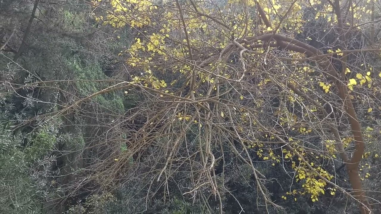 נחל השופט בשלכת ינואר 2026