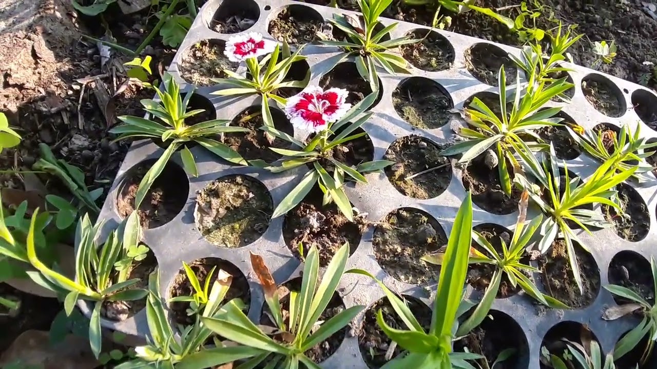 # my garden plant