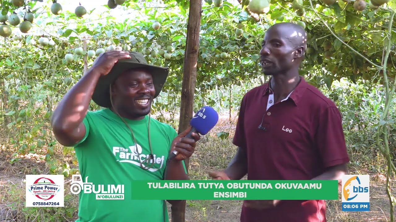 Obadde Okimanyi nti Akatunda Tebakasimbisa Bigimusa ? Kati eno y'Ennima y'Akatunda.#obuliminObulunzi