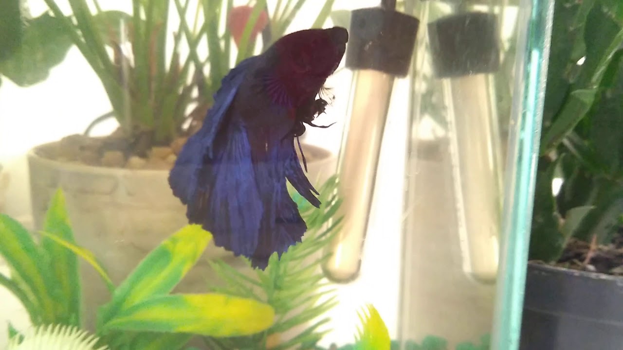 Peixe beta, aqu&aacute;rio com 3 litros d'&aacute;gua &eacute; o ideal?